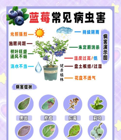 桑椹树病虫防治方法，常见问题解析，实用应对技巧