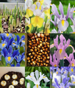 桑椹树病虫防治方法，常见问题解析，实用应对技巧