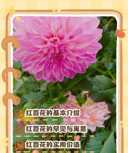 桑椹树病虫防治方法，常见问题解析，实用应对技巧