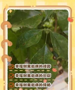 幸福树黑斑防治，识别早期症状，掌握有效方法