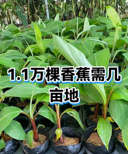 香蕉树爆头病防治，识别早期症状，掌握关键方法