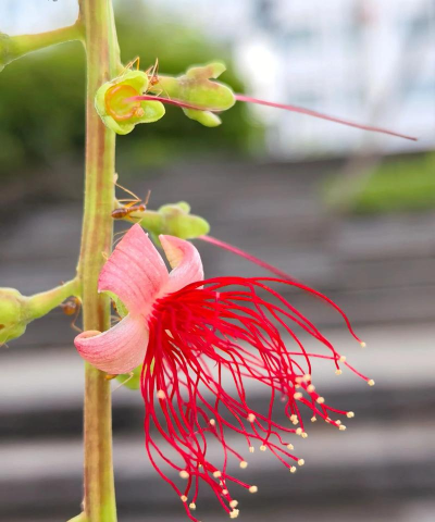 玉蕊栽培，选对方法，花开更美