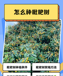 沉香树病害防治方法，识别常见病害，掌握有效应对措施