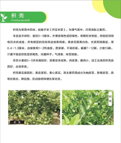 枳壳树病防治大全,常见病害识别,有效防治方法 枳壳树病防治大全,常见病害识别,有效防治方法