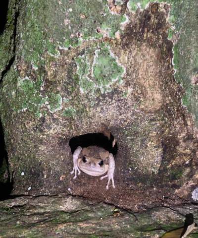 桑椹树病虫防治方法，常见问题解析，实用应对技巧