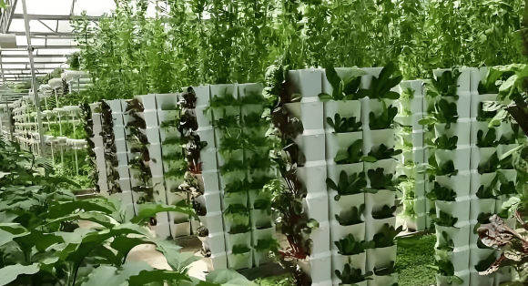 桑椹树病虫防治方法，常见问题解析，实用应对技巧