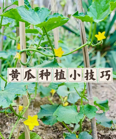 桑椹树病虫防治方法，常见问题解析，实用应对技巧