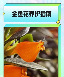 桑椹树病虫防治方法，常见问题解析，实用应对技巧