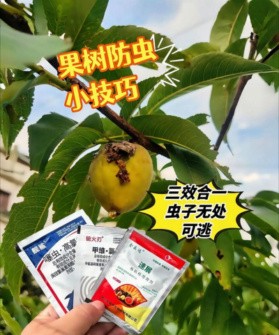 桑椹树病虫防治方法，常见问题解析，实用应对技巧