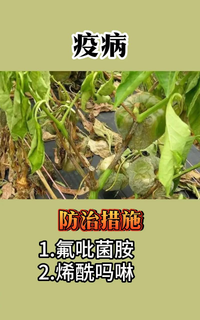 桑椹树病虫防治方法，常见问题解析，实用应对技巧