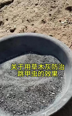 桑椹树病虫防治方法，常见问题解析，实用应对技巧