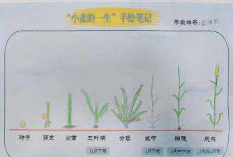 桑椹树病虫防治方法，常见问题解析，实用应对技巧