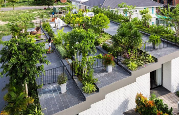 桑椹树病虫防治方法，常见问题解析，实用应对技巧