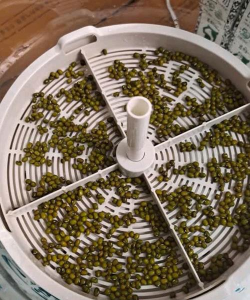 豆芽栽培机，家庭种菜新选择，轻松收获新鲜豆芽