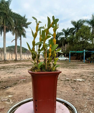 桑椹树病虫防治方法，常见问题解析，实用应对技巧