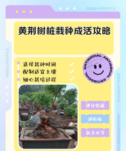 桑椹树病虫防治方法，常见问题解析，实用应对技巧