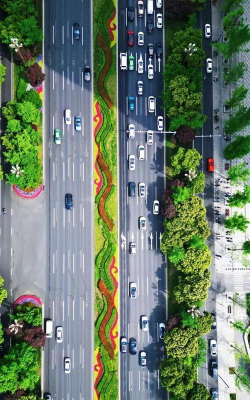 桑椹树病虫防治方法，常见问题解析，实用应对技巧