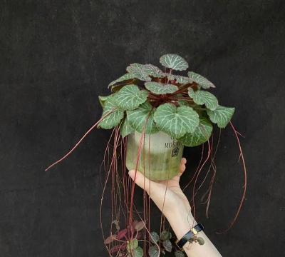 桑椹树病虫防治方法，常见问题解析，实用应对技巧