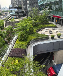 沉香树病害防治方法，识别常见病害，掌握有效应对措施