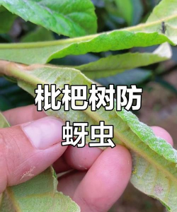 沉香树病害防治方法，识别常见病害，掌握有效应对措施