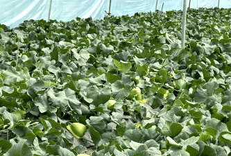 沉香树病害防治方法，识别常见病害，掌握有效应对措施