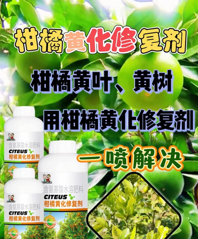 桑椹树病虫防治方法，常见问题解析，实用应对技巧