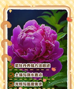 紫牡丹花怎么养，掌握关键技巧，轻松养出好状态