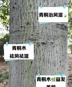 青桐树知了防治，有效方法，实用技巧