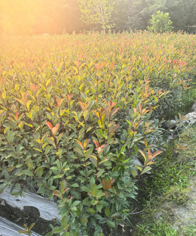 桑椹树病虫防治方法，常见问题解析，实用应对技巧