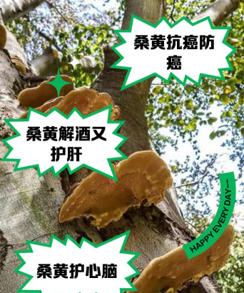 桑椹树病虫防治方法，常见问题解析，实用应对技巧