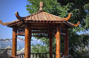 桑椹树病虫防治方法，常见问题解析，实用应对技巧