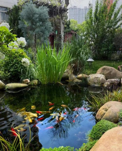 桑椹树病虫防治方法，常见问题解析，实用应对技巧