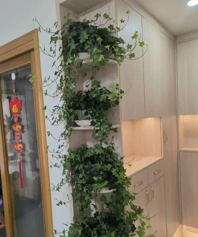 桑椹树病虫防治方法，常见问题解析，实用应对技巧