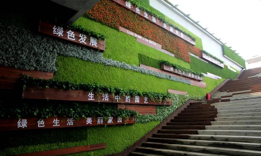 桑椹树病虫防治方法，常见问题解析，实用应对技巧