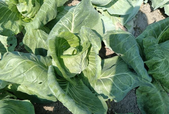 桑椹树病虫防治方法，常见问题解析，实用应对技巧