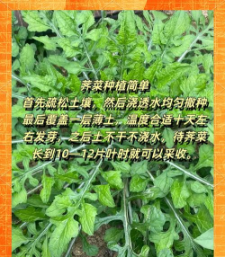 桑椹树病虫防治方法，常见问题解析，实用应对技巧