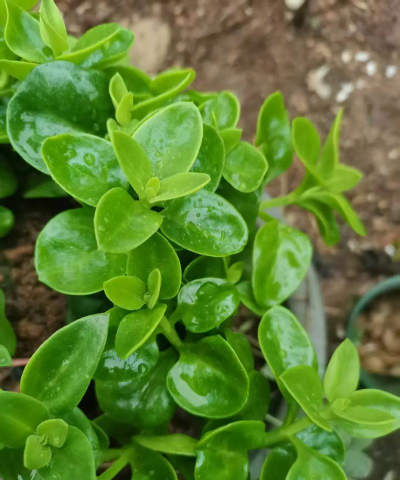 桑椹树病虫防治方法，常见问题解析，实用应对技巧