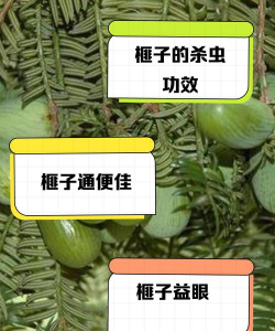 桑椹树病虫防治方法，常见问题解析，实用应对技巧