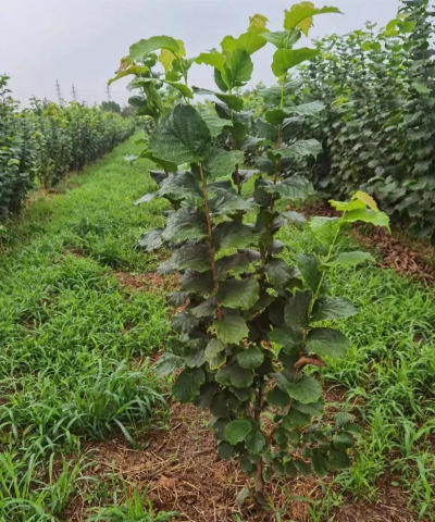 桑椹树病虫防治方法，常见问题解析，实用应对技巧