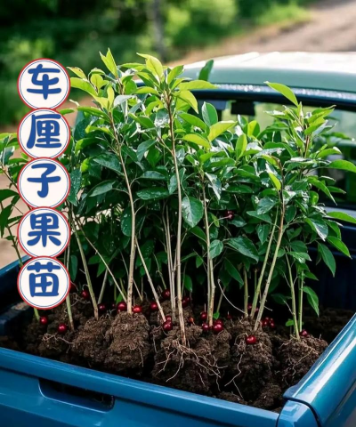 桑椹树病虫防治方法，常见问题解析，实用应对技巧