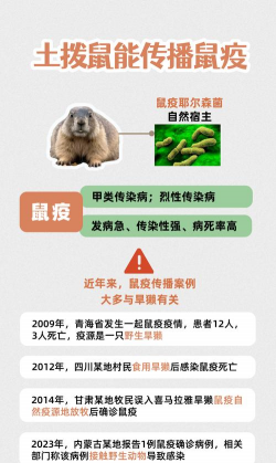 桑椹树病虫防治方法，常见问题解析，实用应对技巧