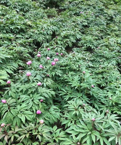 桑椹树病虫防治方法，常见问题解析，实用应对技巧