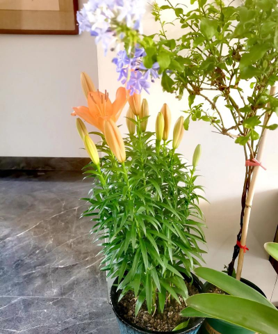 桑椹树病虫防治方法，常见问题解析，实用应对技巧