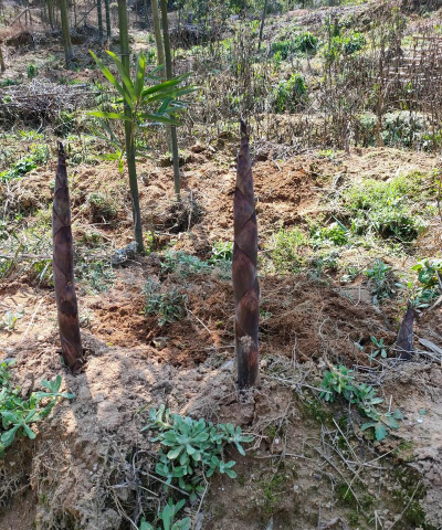 桑椹树病虫防治方法，常见问题解析，实用应对技巧