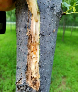 桑椹树病虫防治方法，常见问题解析，实用应对技巧