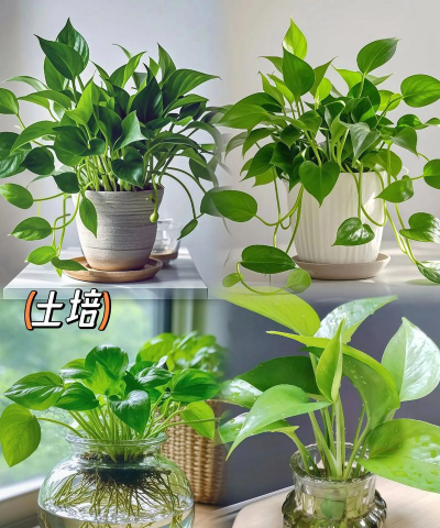 桑椹树病虫防治方法，常见问题解析，实用应对技巧