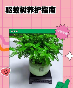 沉香树病害防治方法，识别常见病害，掌握有效应对措施