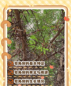 桑椹树病虫防治方法，常见问题解析，实用应对技巧