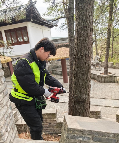 桑椹树病虫防治方法，常见问题解析，实用应对技巧