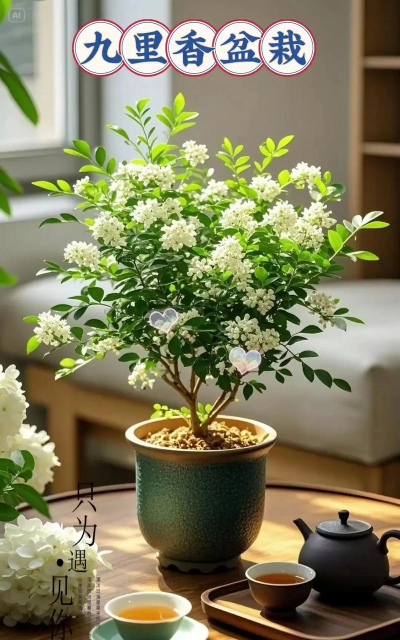 九里香栽培，轻松上手，花香满园